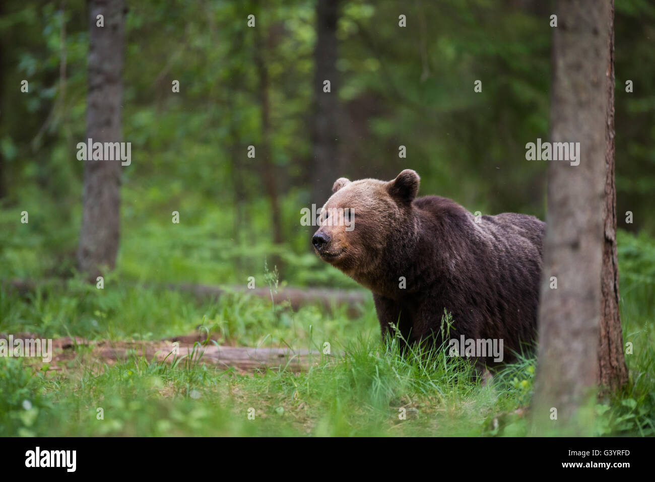 Unione l'orso bruno (Ursus arctos) nella foresta in Estonia. Foto Stock