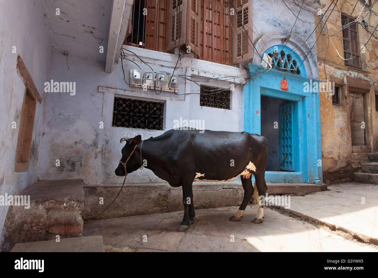Bovini domestici nel vicolo di Varanasi, Uttar Pradesh, India Foto Stock