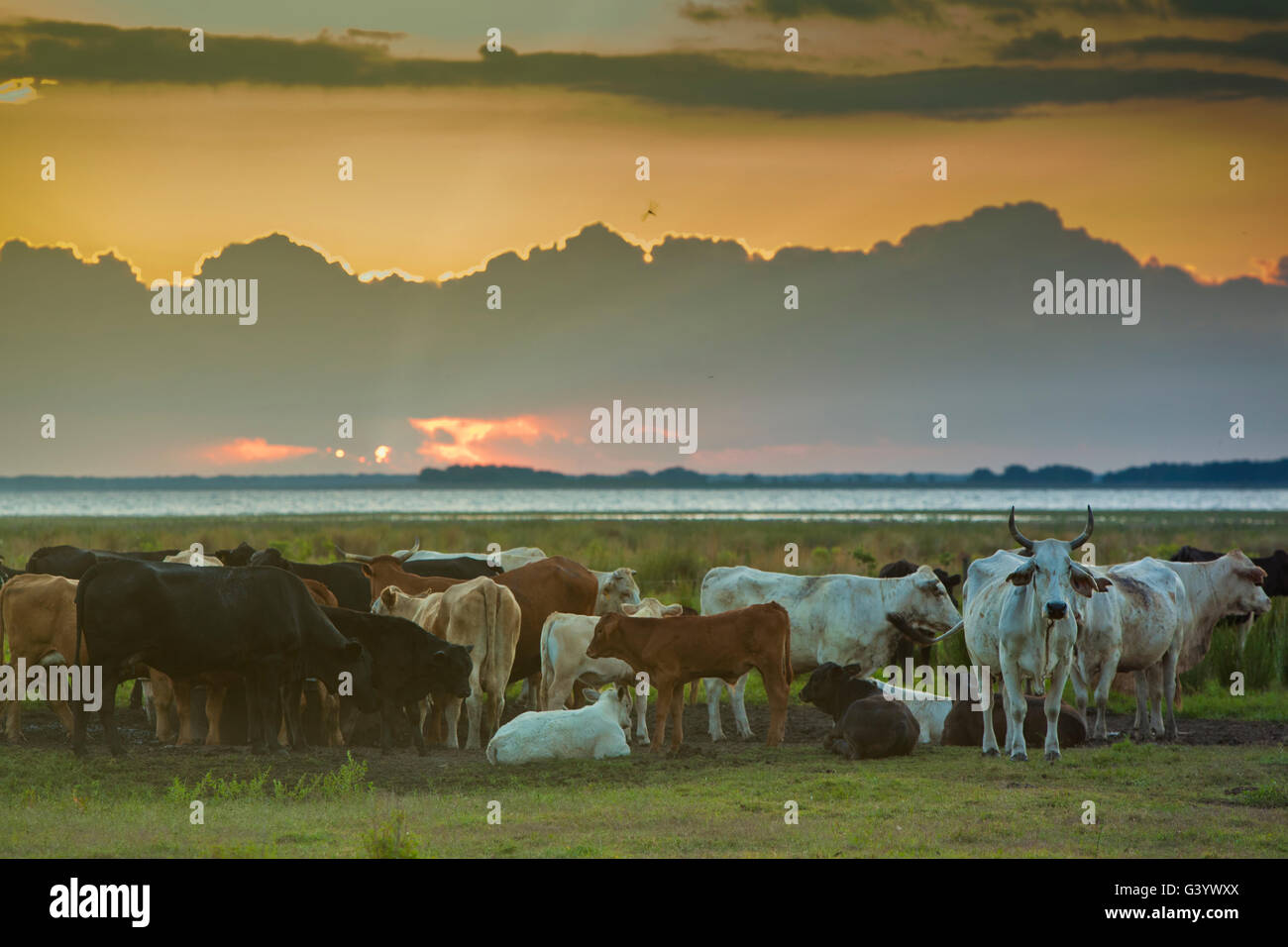 Mandria seduti sulla riva del lago di Kissimmee sul Lightsey ranch di bestiame in Lake Wales Florida Foto Stock