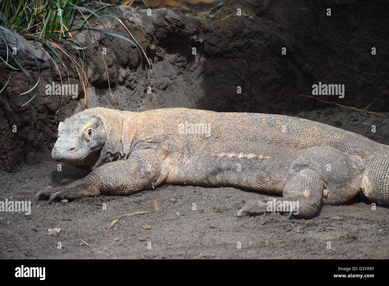 Drago di Komodo, big lizard, zoo Foto Stock