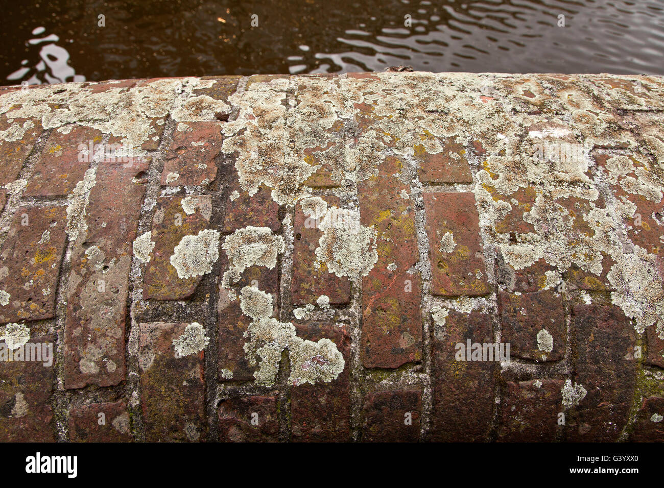 Mescolati i licheni crescono su di un lato del canale rosso parete in mattoni, Amsterdam, Paesi Bassi Foto Stock