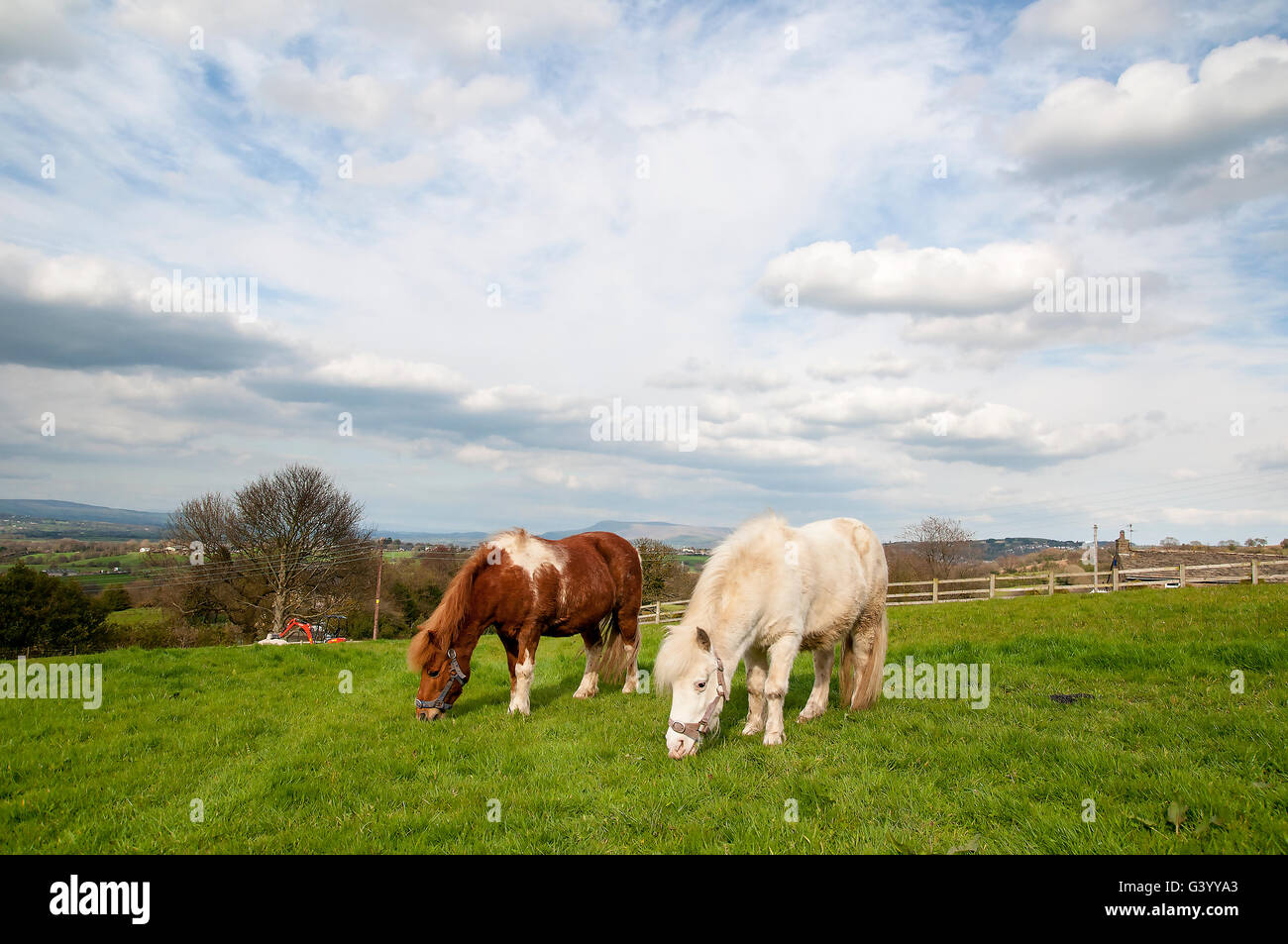 Pony Shetland, varie immagini del pascolo giocando etc , Foto Stock