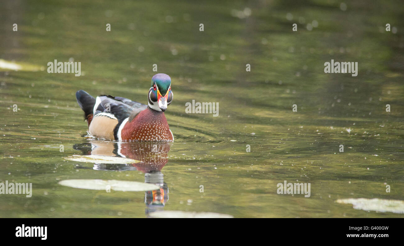 Maschi di anatra di legno su un laghetto Foto Stock