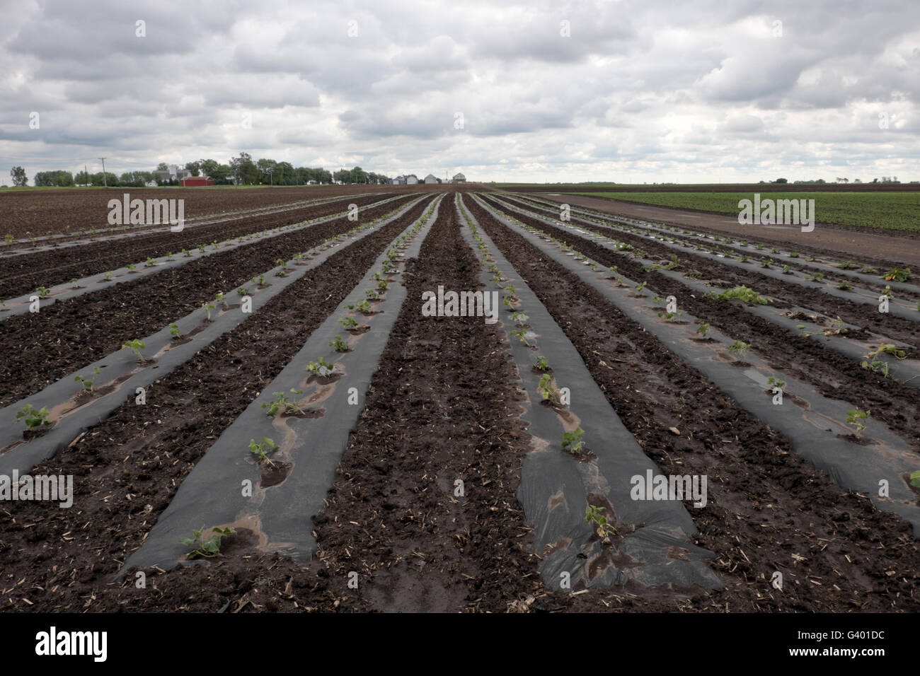 Estate squash crescente sotto Fogli Di plastica su un Northern Illinois farm. Foto Stock