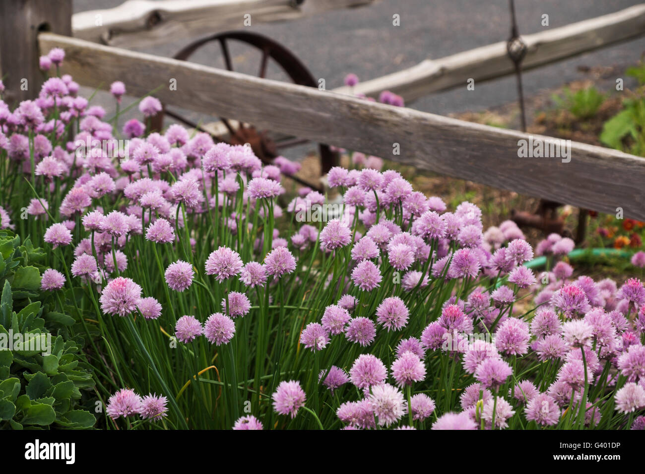 Erba cipollina a fioritura di Northern Illinois giardino. Foto Stock