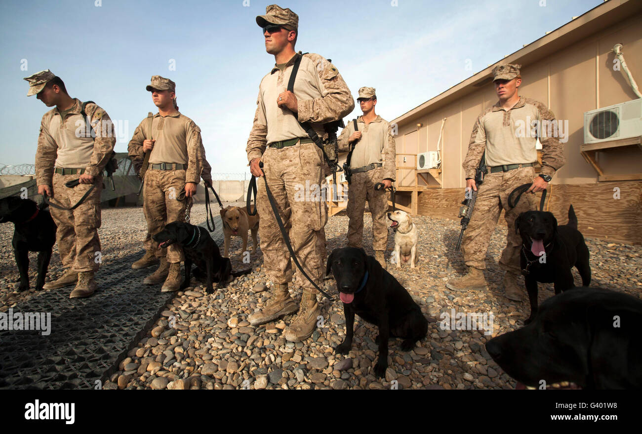 Un gruppo di cane di gestori di condurre attività di formazione presso il Camp Dwyer, Afghanistan. Foto Stock