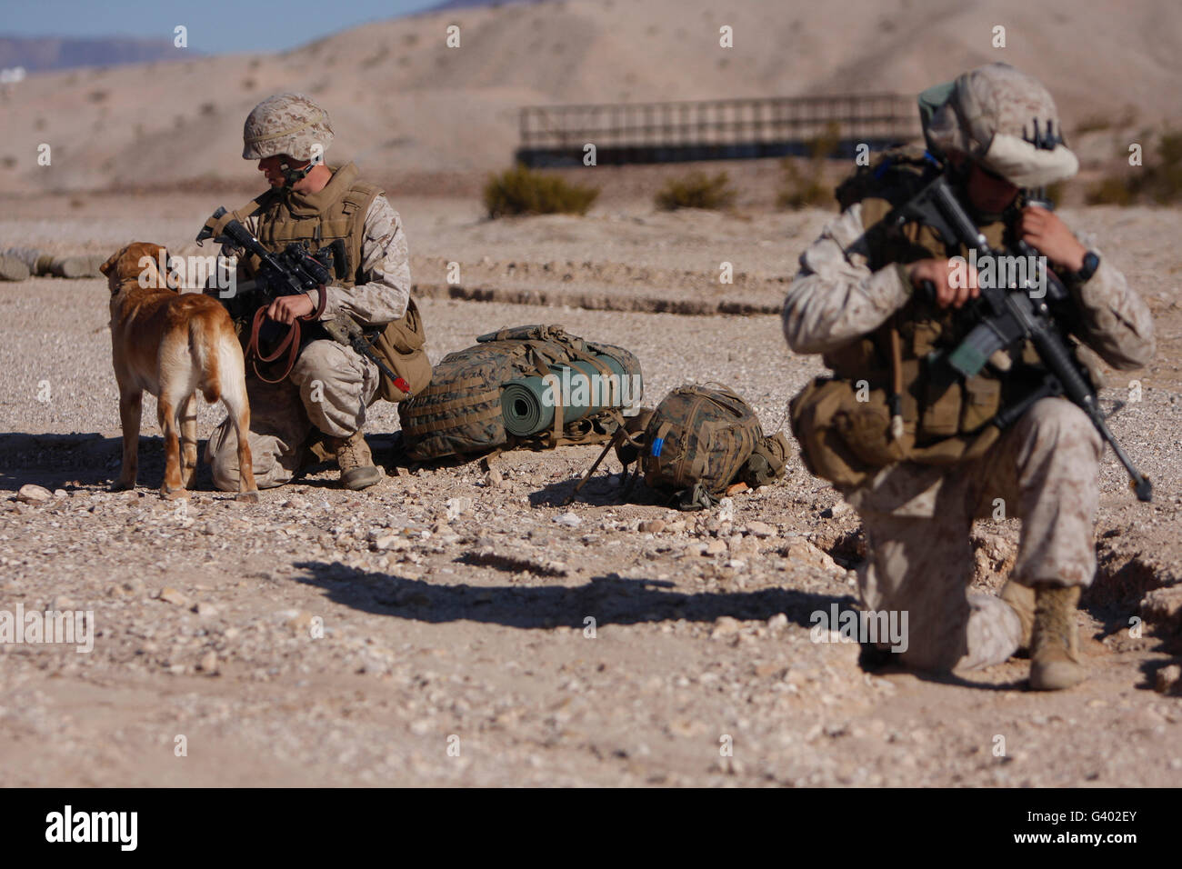 Un gestore di cane e suoi militari cane da lavoro pausa durante una pattuglia. Foto Stock
