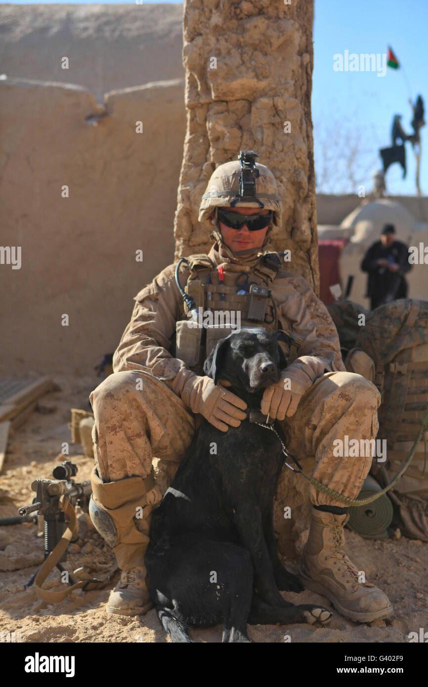 Un rilevamento di IED cane mantiene il suo cane società handler. Foto Stock