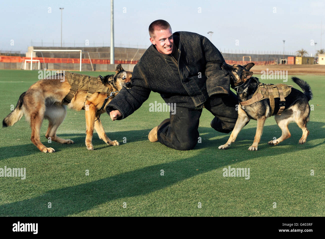 Lavoro militare cani soggiogare un gestore durante la formazione. Foto Stock