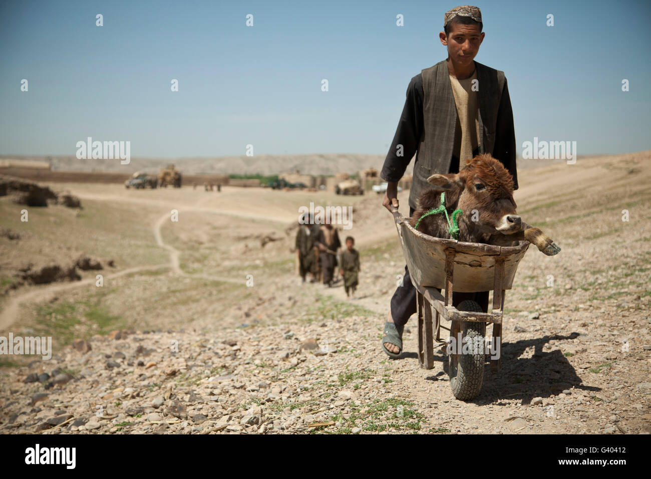 Un abitante di un villaggio passeggiate con un vitello malato in Afghanistan. Foto Stock