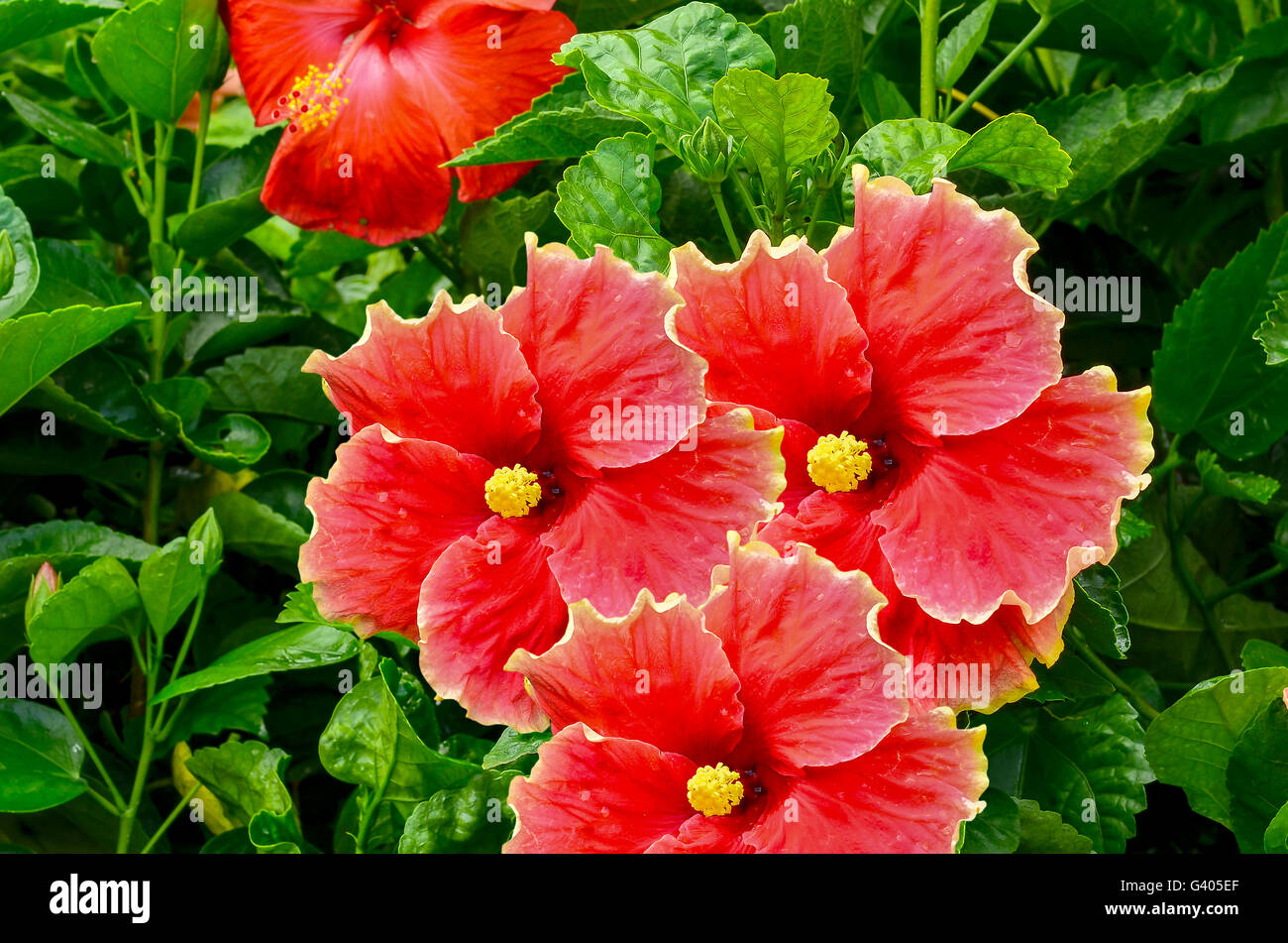 Gruppo red hibiscus fiore che sboccia su albero Foto Stock