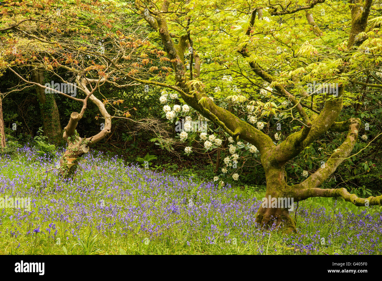 La molla bluebells immagine orizzontale nella lussureggiante foresta impostazione Foto Stock