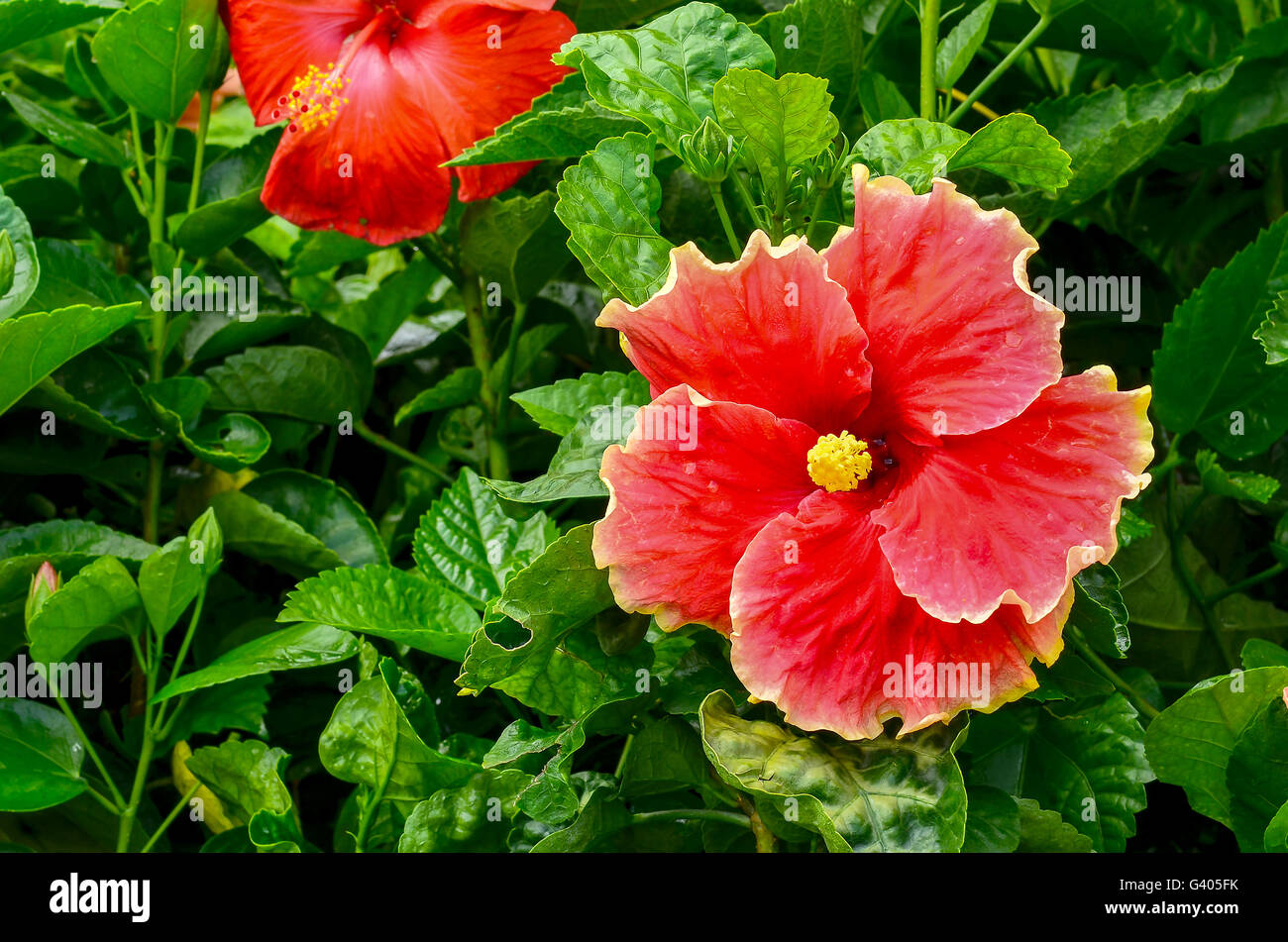 Red hibiscus fiore che sboccia su albero Foto Stock