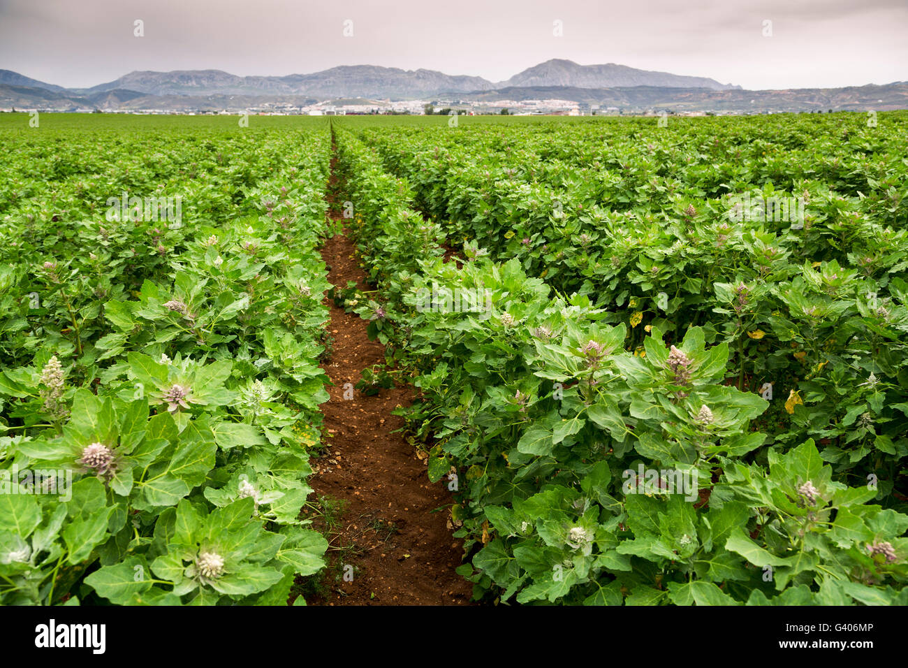 La quinoa piante campo (Chenopodium quinoa) in Antequera Malaga, Andalusia Spagna meridionale, Europa Foto Stock