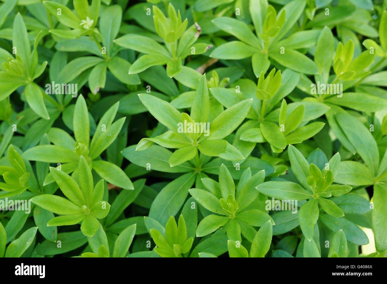 Il verde delle foglie di sweet woodruff (galium odoratum) Foto Stock