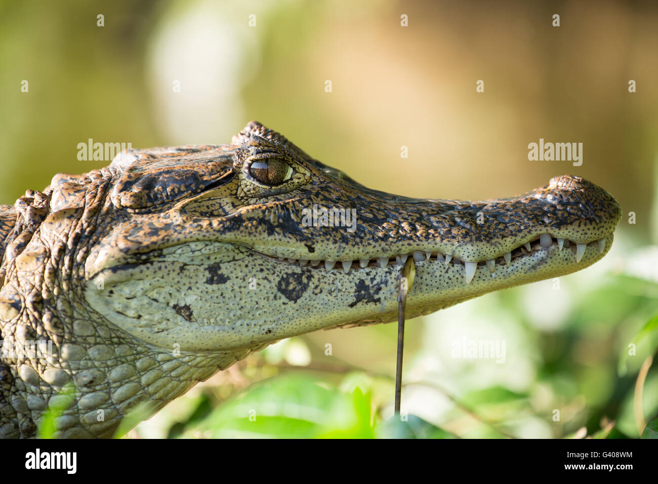 Cayman Foto Stock