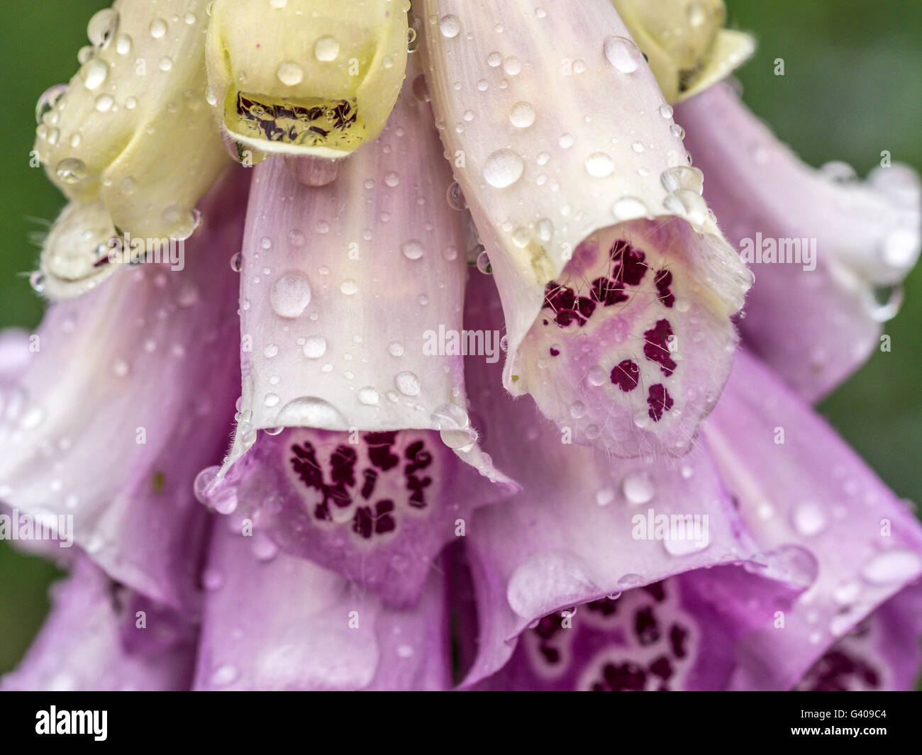 Digitalis purpurea,foxglove, comune foxglove, viola foxglove o lady del guanto è una specie di fioritura delle piante Foto Stock