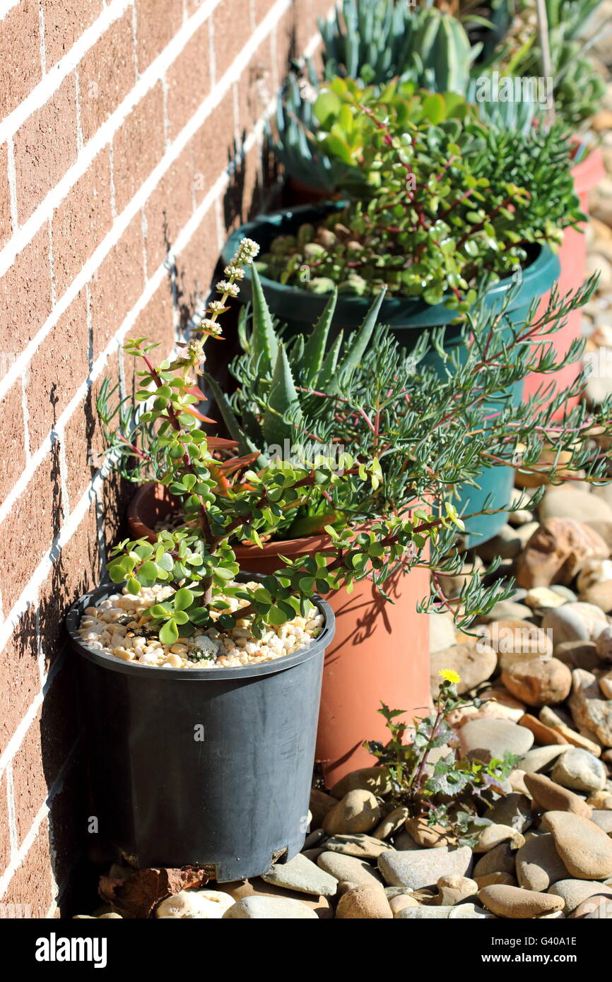 Varietà di cactus e piante grasse crescono in vasi Foto Stock