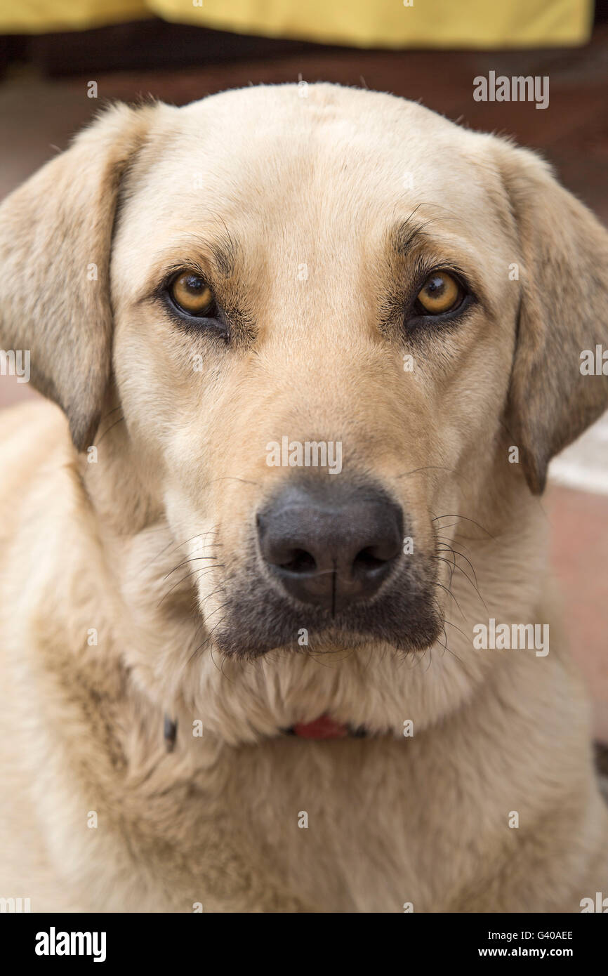 I giovani giallo labrador femmina Foto Stock