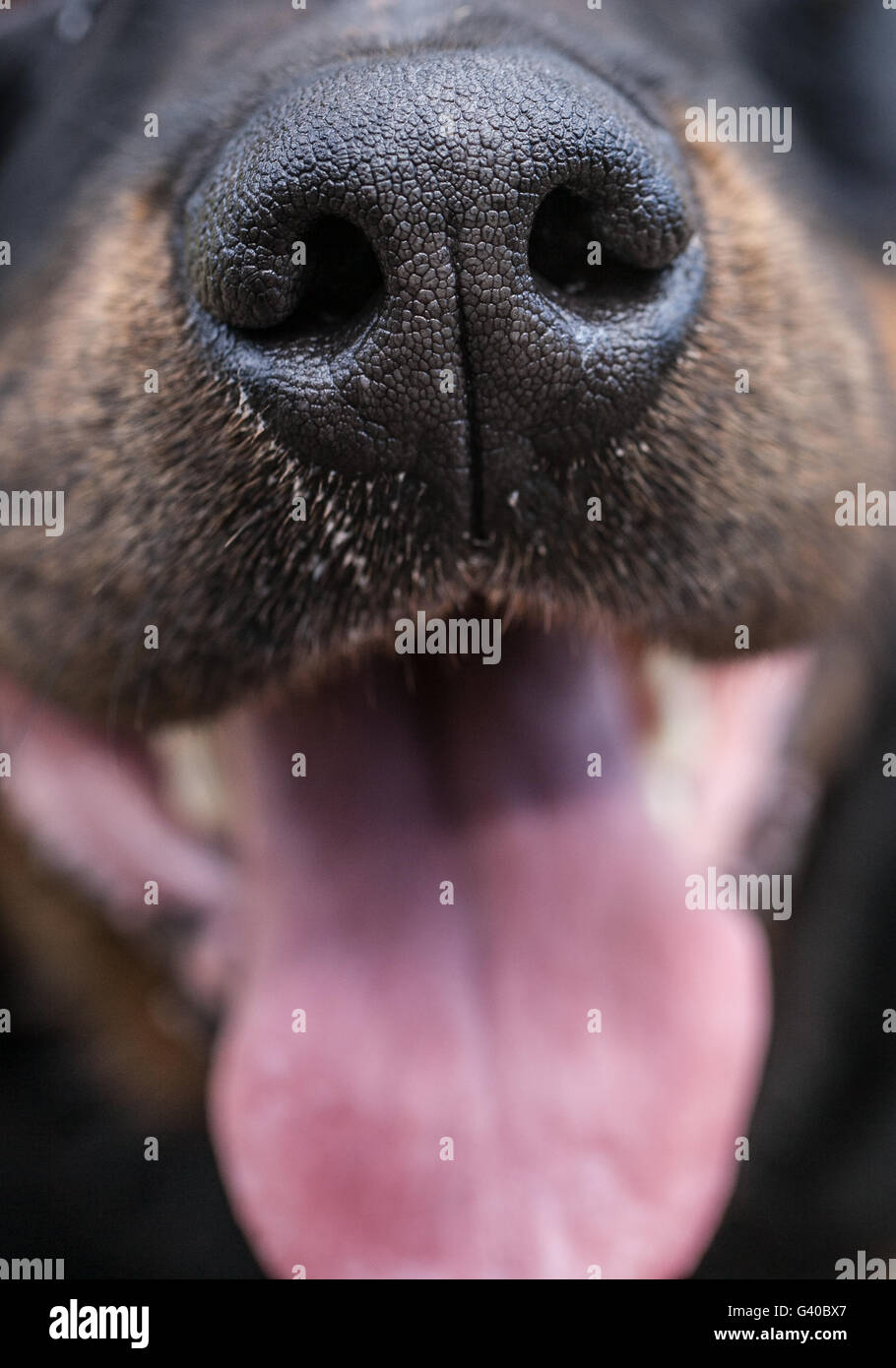 Cane di Rottweiler Foto Stock