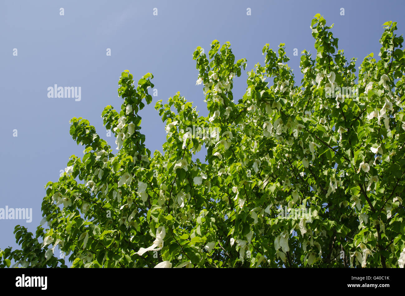 Fresco verde fiore fazzoletto albero da un cielo blu Foto Stock