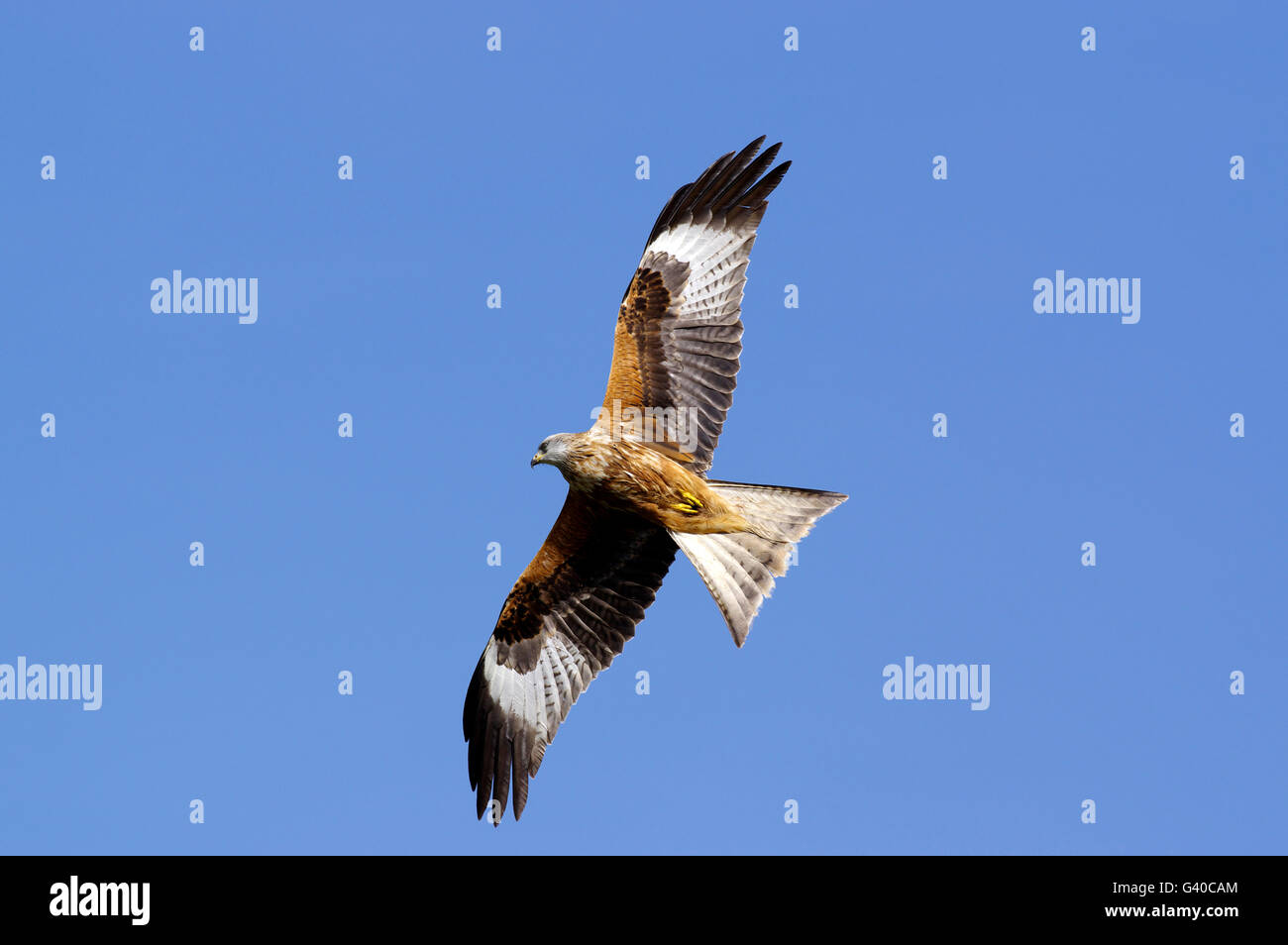 Aquilone rosso, Gigrin Farm Foto Stock