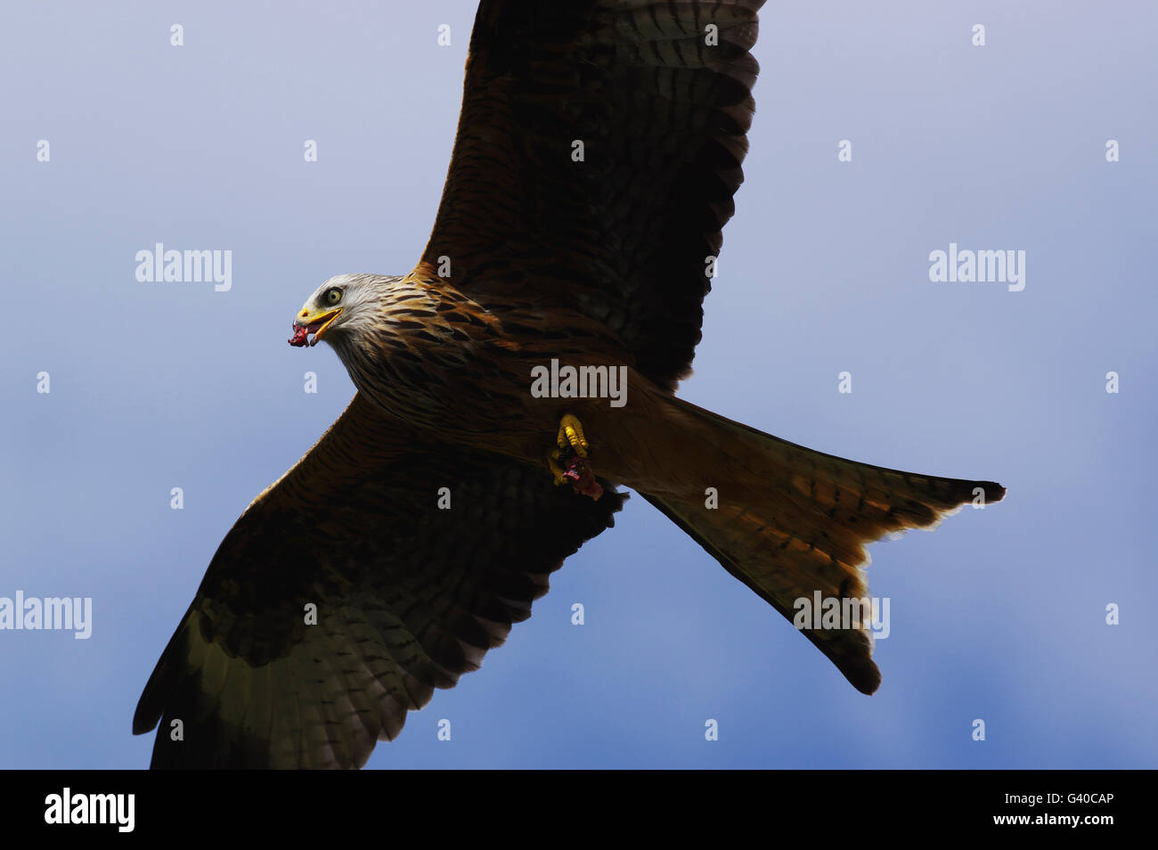 Aquilone rosso, Gigrin Farm Foto Stock