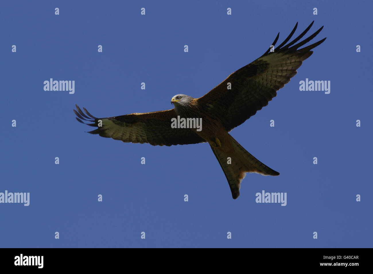 Aquilone rosso, Gigrin Farm Foto Stock