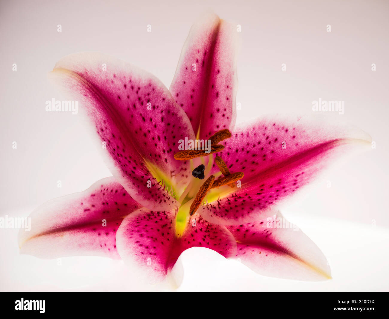 Giglio colore rosa fiore sottolineando la bella forma e struttura del carpel e stame con petali back lit Foto Stock