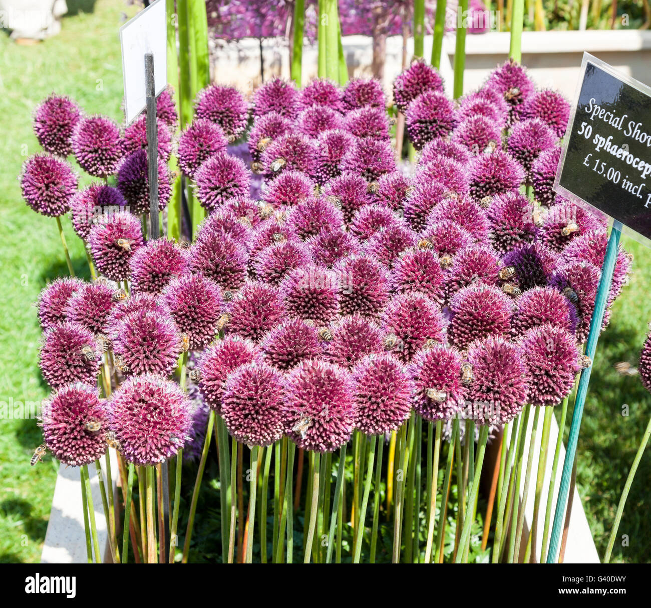 La rosa viola le teste dei fiori di Allium sphaerocephalon o cipolla ornamentali Foto Stock