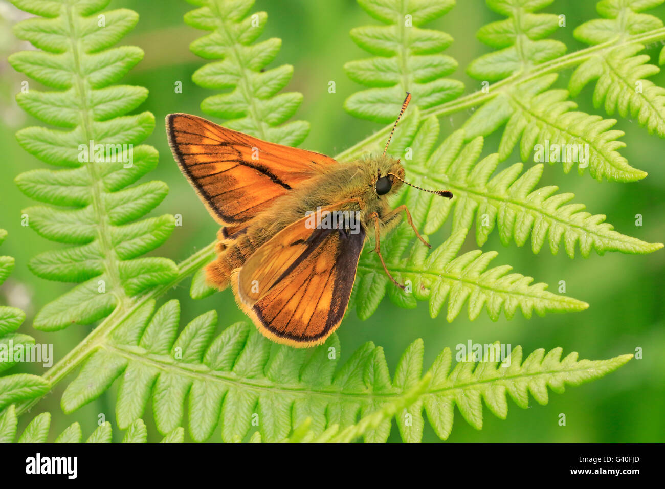 Grande Skipper Butterfly su un bracken frond Foto Stock