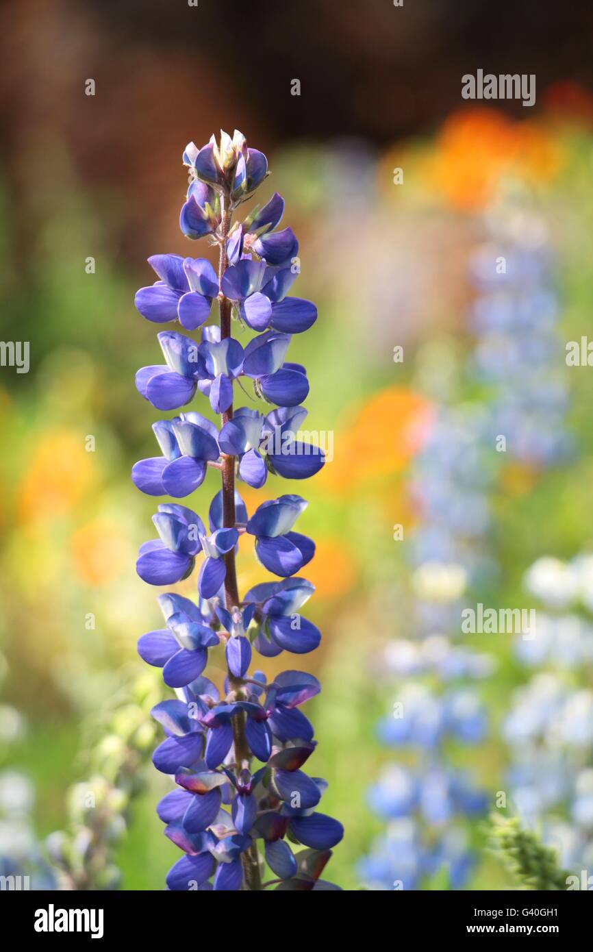 Texas Bluebonnet fiore (Lupinus texensis) con sfondo colorato Foto Stock