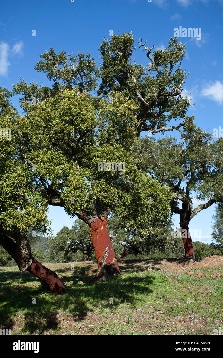 Quercia da sughero (Quercus suber), Cork Oak Forest, Costa de la Luz, Andalusia, Spagna, Europa Foto Stock