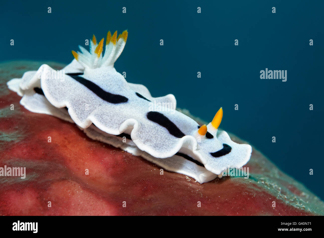 Sea slug, nudibranch (Chromodoris boucheti), Wakatobi. Isola, Tukang Besi arcipelago, Wakatobi. Parco Nazionale Foto Stock