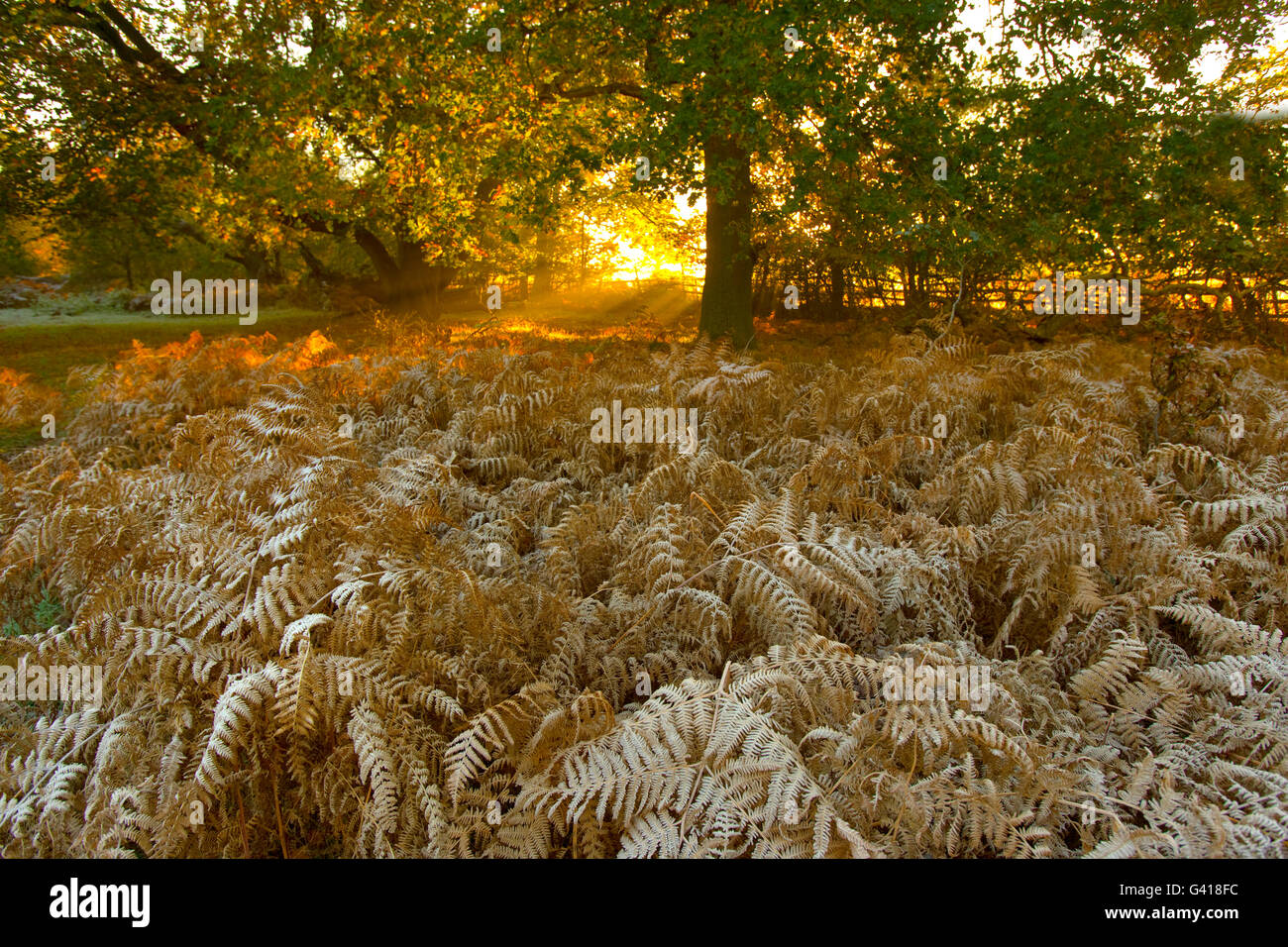 Bosco nella nebbia e gelo Ashridge Herts inverno Foto Stock