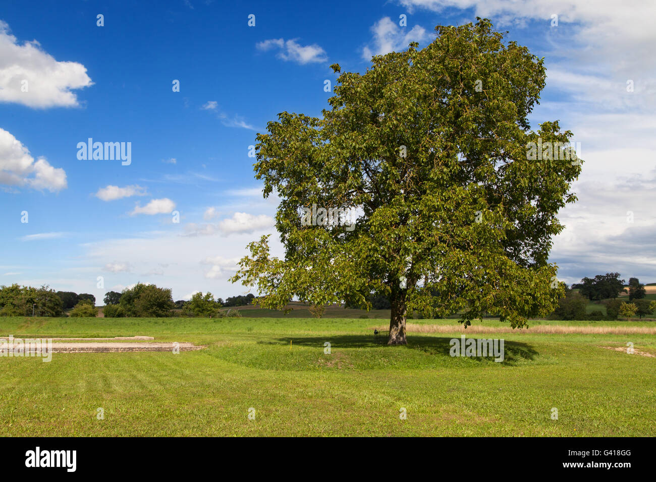 Lone Tree su un prato a Avenches, Vaud, Svizzera. Foto Stock