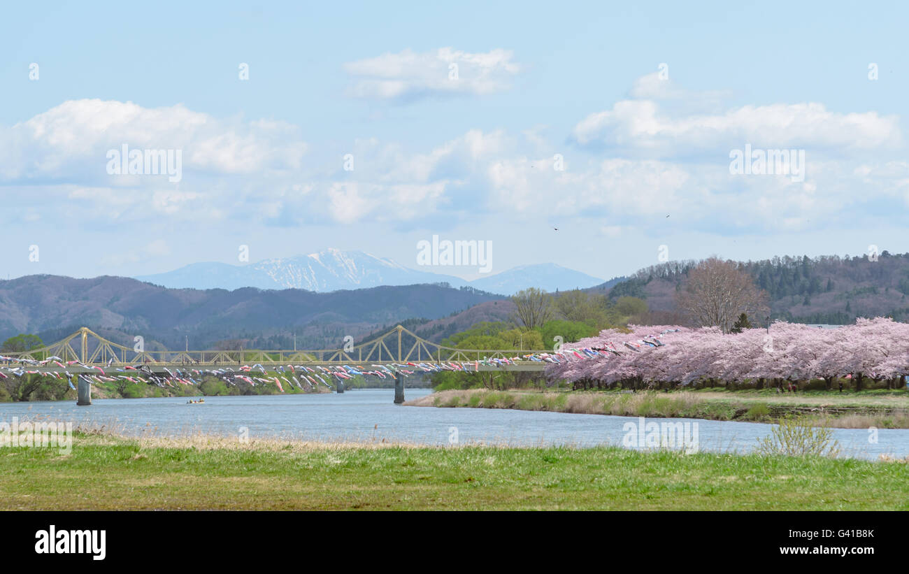 Vista del Parco Tenshochi nella prefettura di Iwate,Giappone è famosa per gli oltre 10.000 ciliegi piantati a fianco del Kitakami Foto Stock