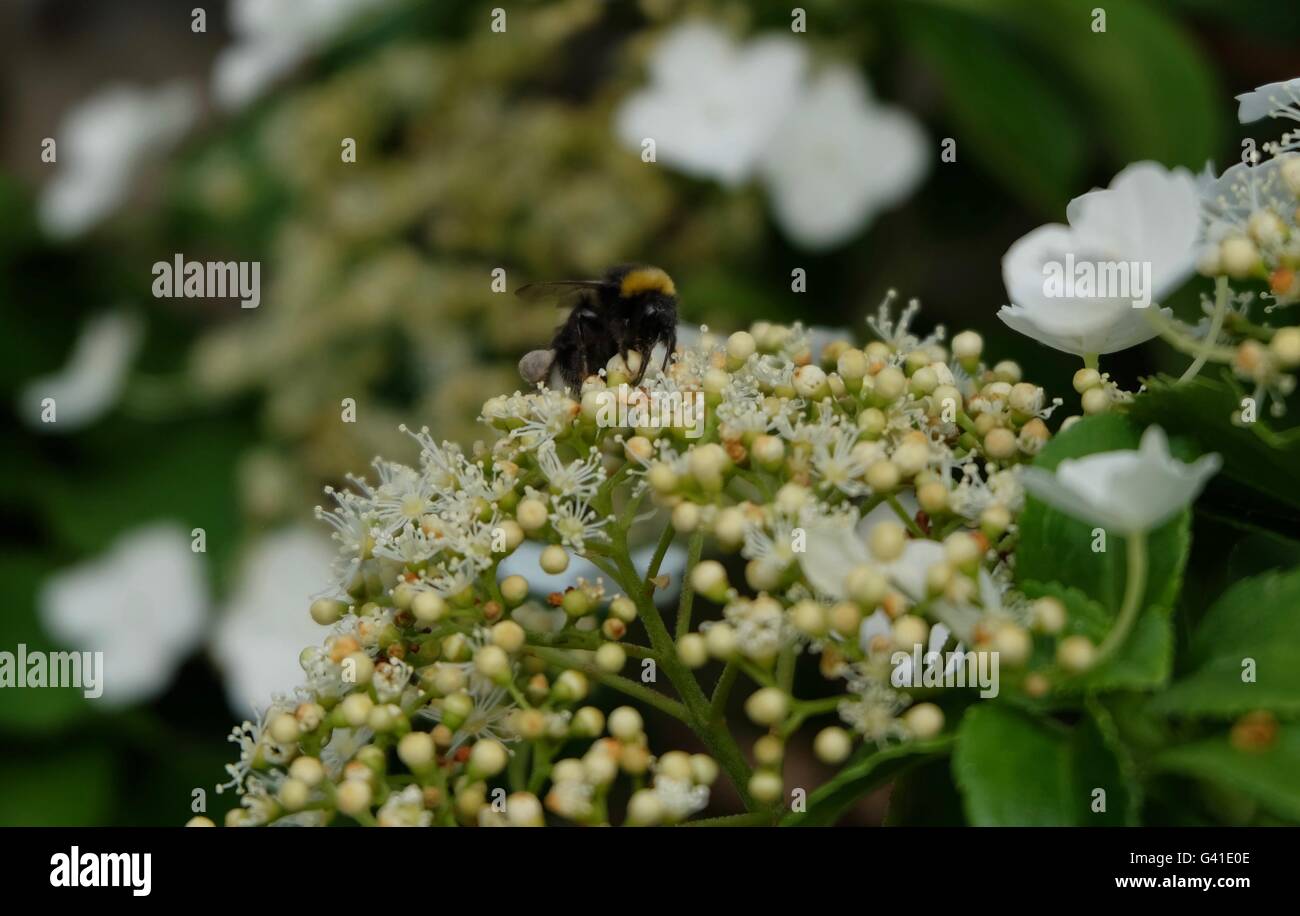 Close up di un Bumble Bee su un impianto Foto Stock