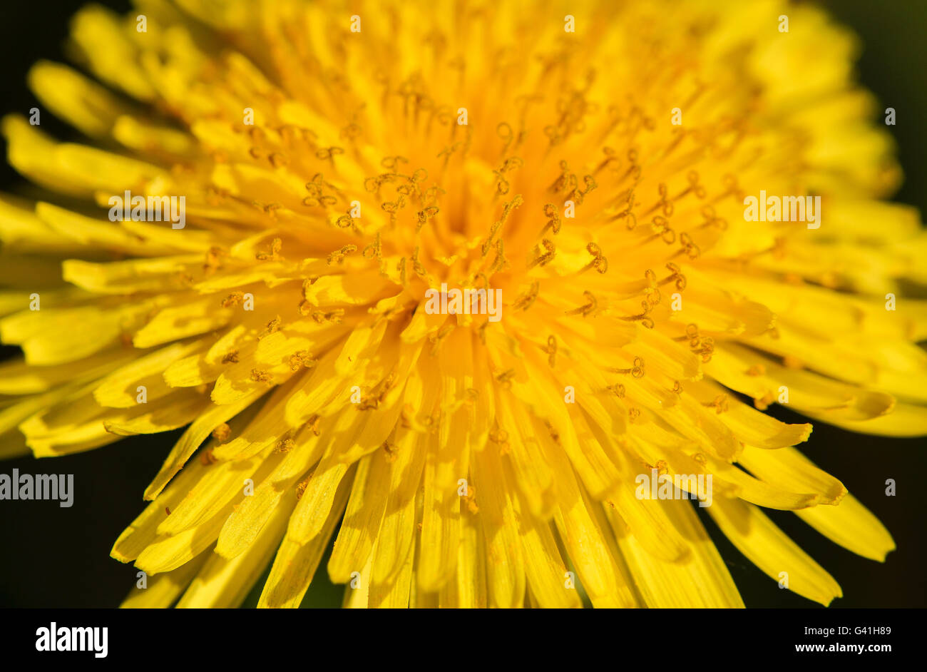 Tarassaco Closeup Foto Stock