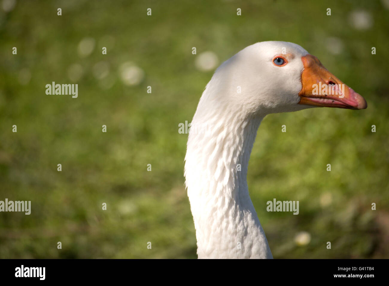 Oca Bianca, Beda il Mondo / Jarrow Hall Foto Stock