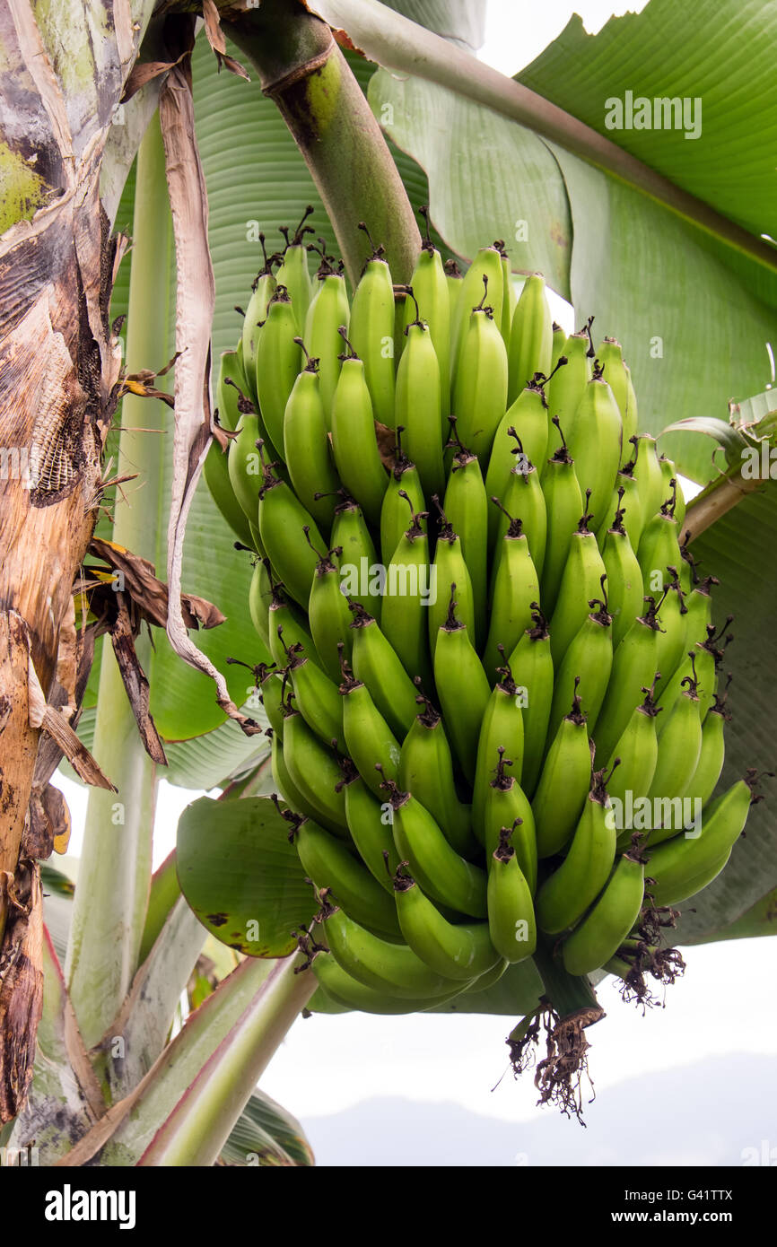 Albero di banana Foto Stock