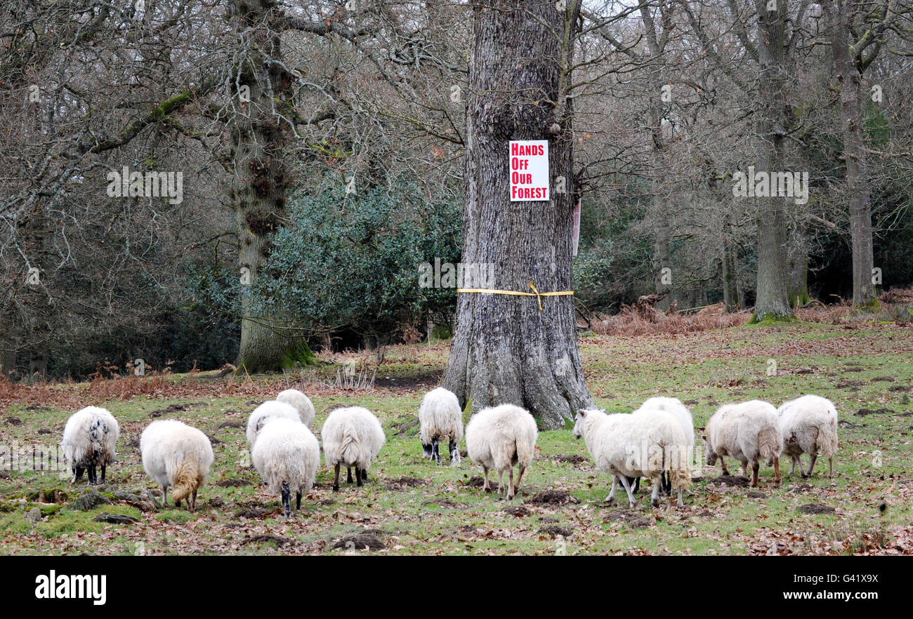 Foreste sell off piani Foto Stock