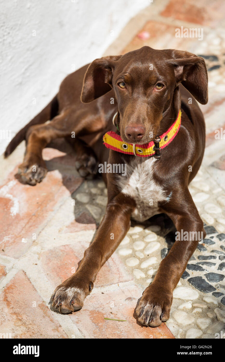 Street cane sdraiati al sole. Villaggio bianco di Mijas, provincia di Malaga, Costa del Sol, Andalusia, Spagna Europa Foto Stock