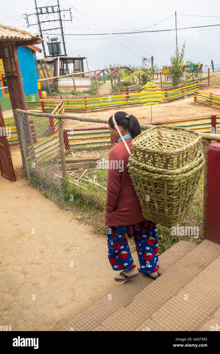 Darjeeling la piantagione di tè lavoratore portante un carrello supportato dalla sua testa Foto Stock