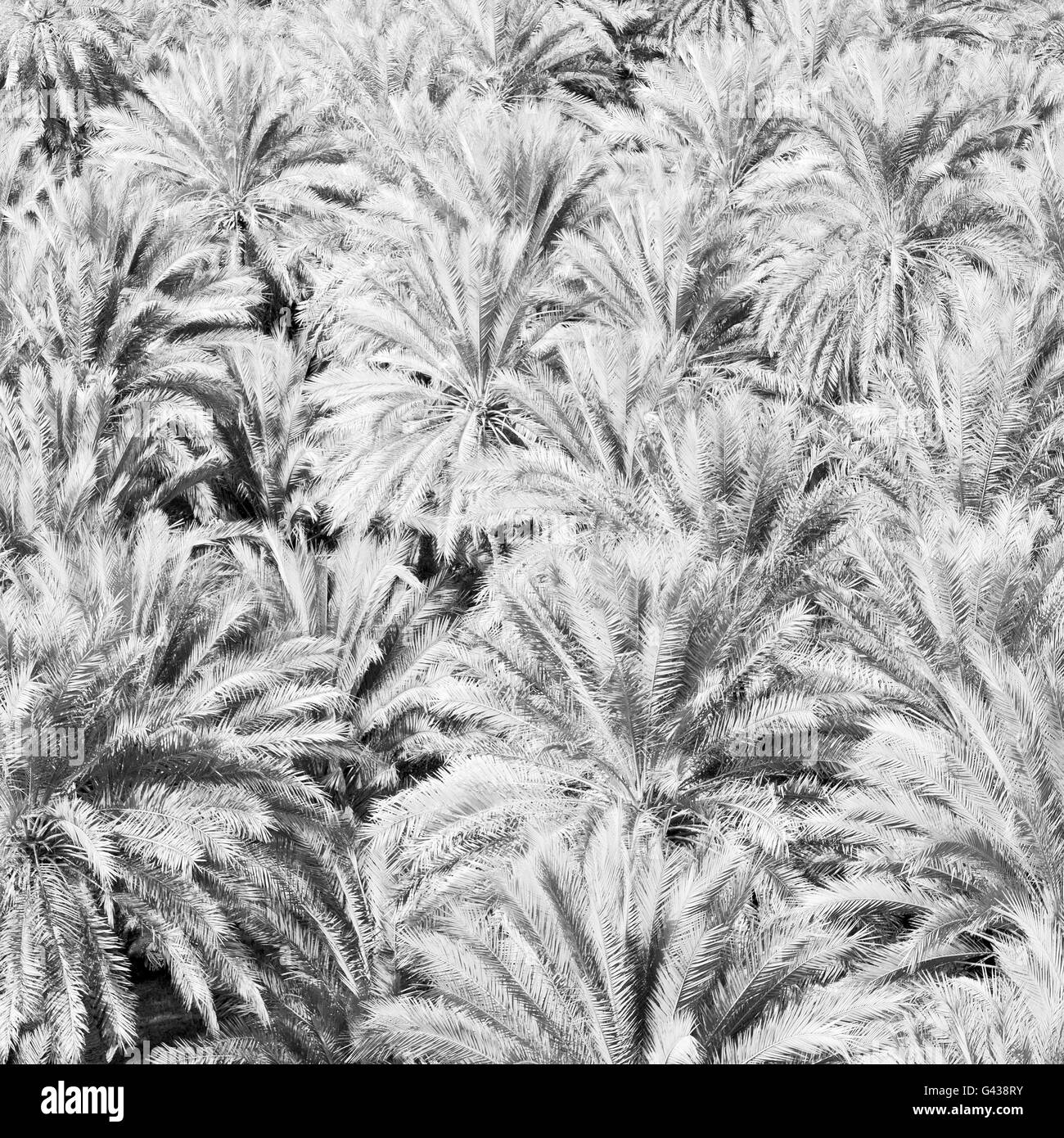 E la coltivazione della palma da frutto in alto nel giardino di Oman Foto Stock