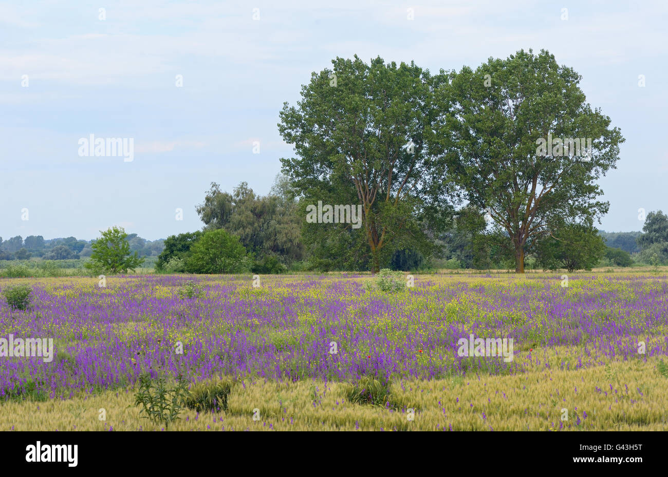 Bellissimo paesaggio rurale con fiori viola Foto Stock