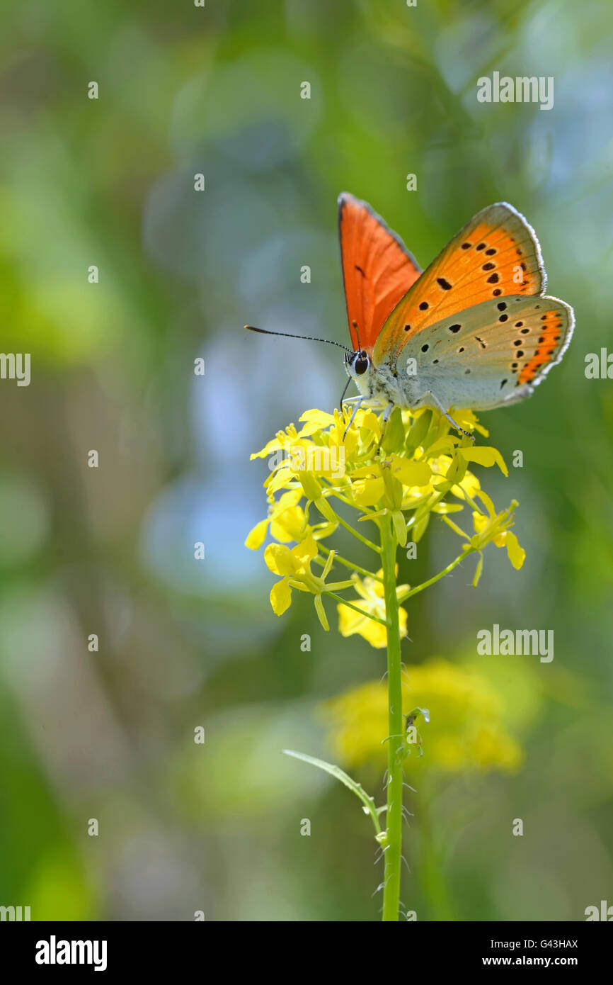 Comune (blu Polyommatus icarus) farfalla su un fiore giallo Foto Stock