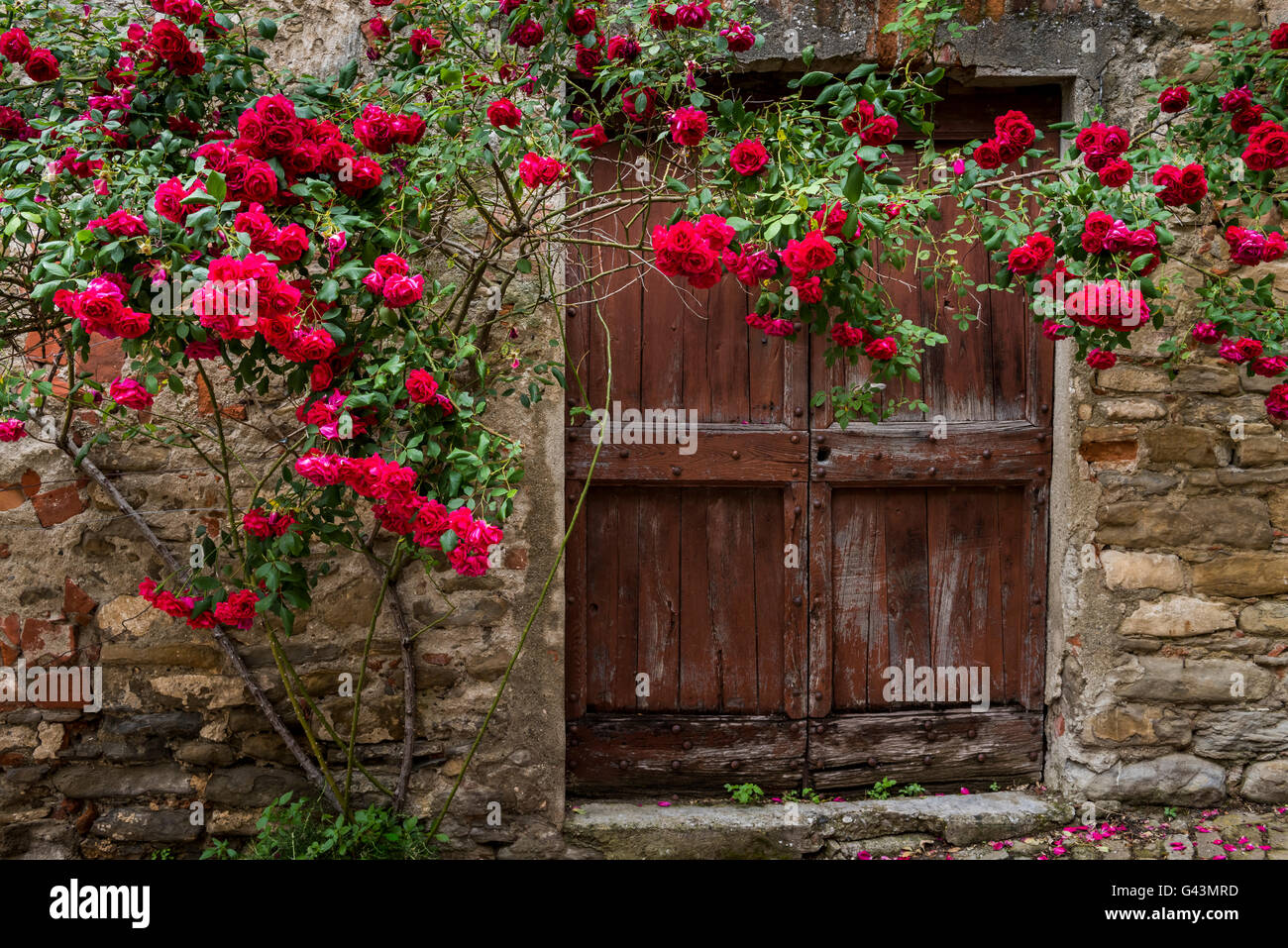 Rose rosse e la vecchia porta di legno in Mombaldone in Piemonte, Italia. Foto Stock