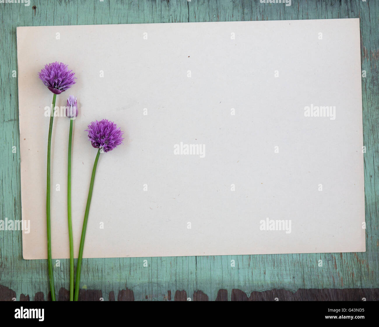 Vecchia carta sgualcita con fiori viola su sfondo grunge Foto Stock