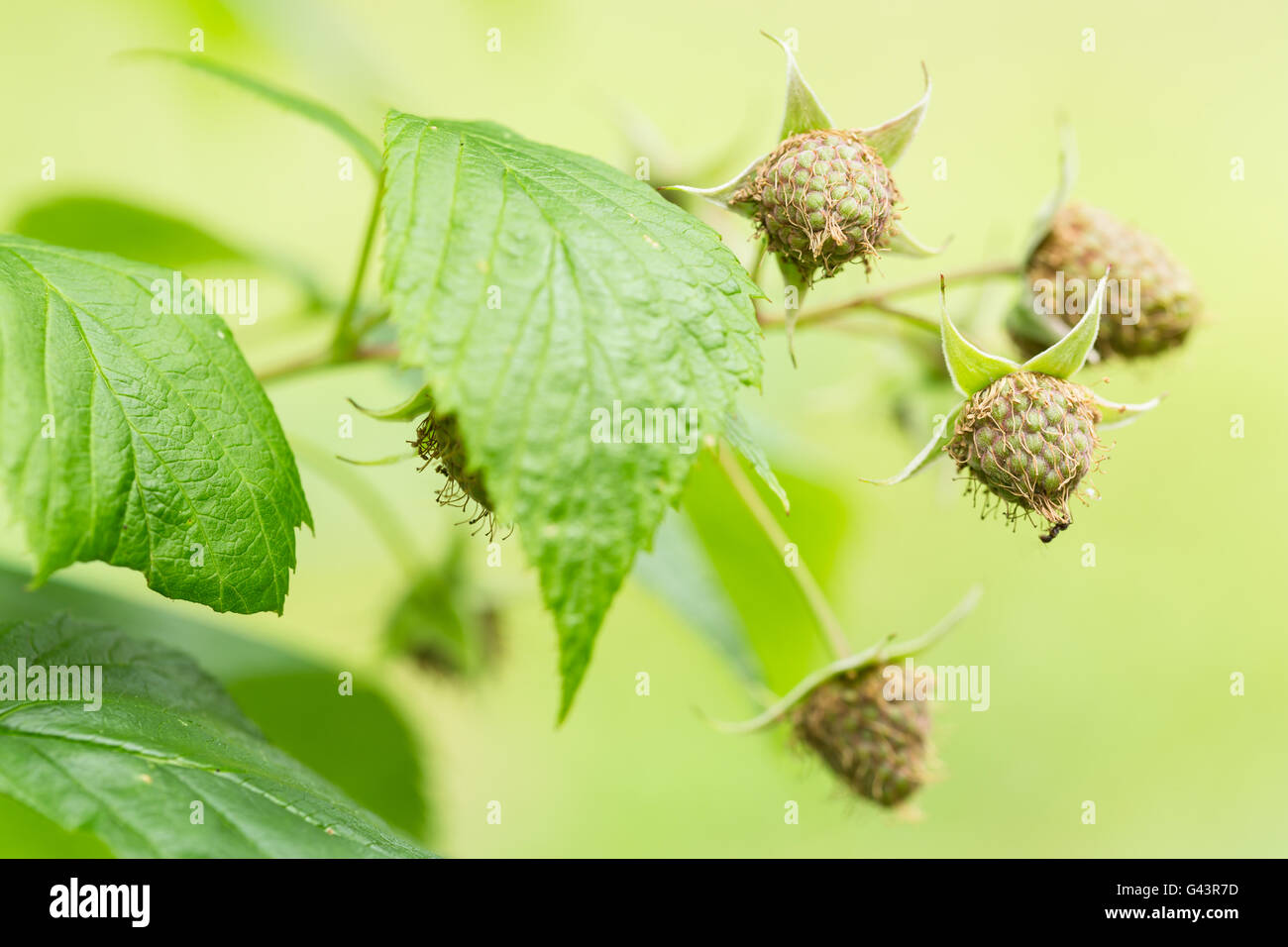 Immaturo pianta di lampone Foto Stock